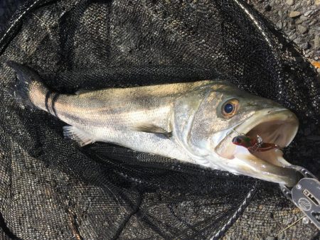 80cmオーバーのスズキ